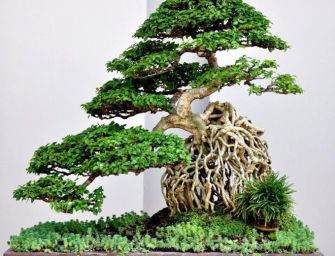 La tendance côté jardin ? Le bonsaï !