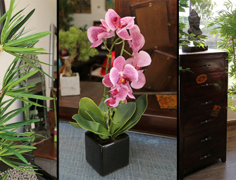 Optez pour des plantes qui durent éternellement !