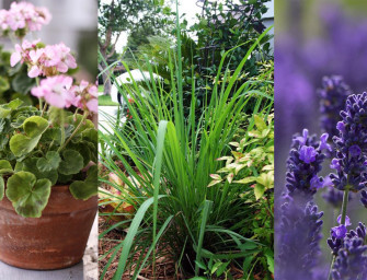 Des plantes répulsives anti-moustiques