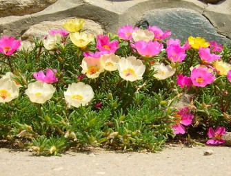 L&rsquo;apprenti jardinier : « Savez-vous semer des pourpiers ? »