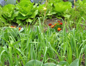 Le potager : Par où commencer ?