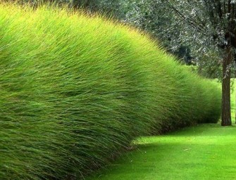 Quels types d&rsquo;arbustes choisir pour votre haie ?