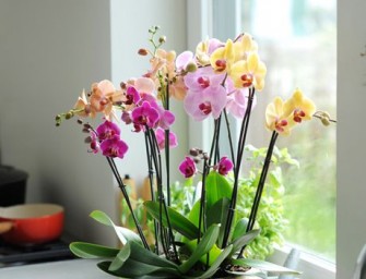 Orchidées : Comment favoriser la refloraison ?