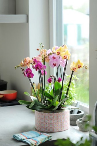 Orchidées : Comment favoriser la refloraison ?