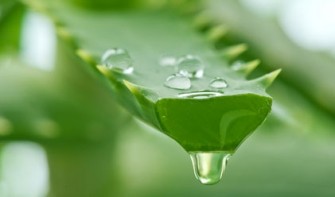 Aloe vera : La plante aux mille vertus