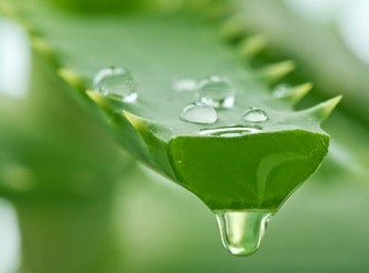 Aloe vera : La plante aux mille vertus