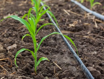 Installer un goutte à goutte dans son jardin