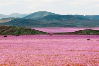 Des millions de fleurs tapissent le désert d’Atacama