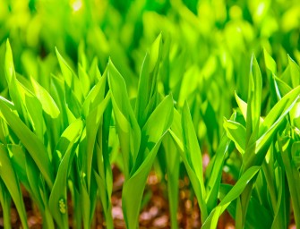 Engrais « home made » : Comment faire ?