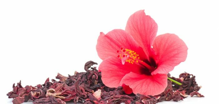 Fleurs d'Hibiscus - Achat, vertus et utilisation - Hania Health