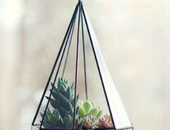 Verdurer son habitat avec un terrarium