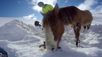 Un snowboardeur sauve un cheval piégé dans la neige