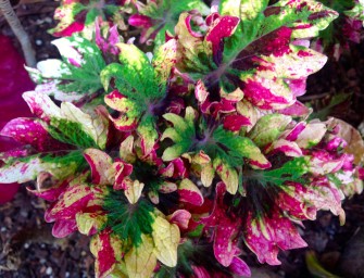 Le jardin de Dom : Les secrets d&rsquo;un petit paradis