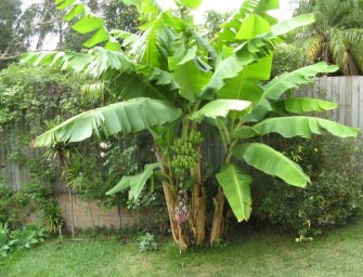 Bananier : Comment le cultiver ?