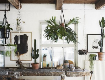 Plantes vertes : Faites entrer la nature à l’intérieur