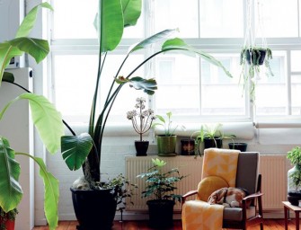 Des idées pour mettre des plantes dans sa maison