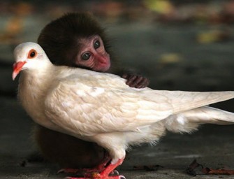 Les vertus étonnantes des câlins