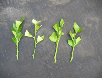 Le bouturage : Une façon rapide et économique pour multiplier les plantes de votre jardin