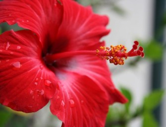 La rose de Chine : Tout savoir sur l&rsquo;hibiscus