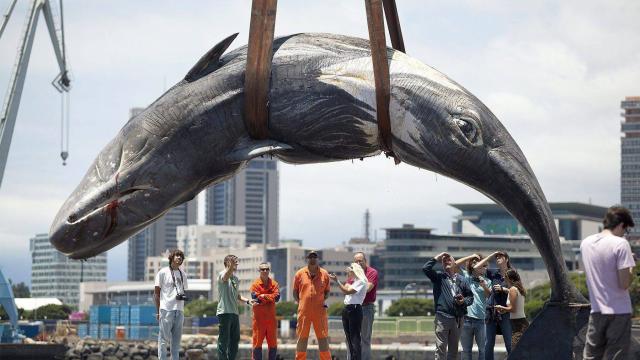 Le Japon renonce à la chasse à la baleine en Antarctique