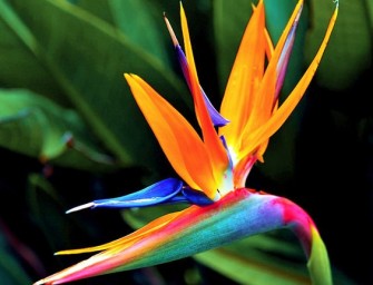 Strelizie de la reine : Tout connaître sur l&rsquo;oiseau de paradis