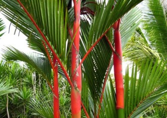 Cyrtostachys renda : Le palmier à tronc rouge