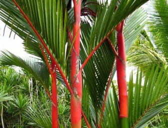 Cyrtostachys renda : Le palmier à tronc rouge