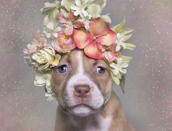 Des pittbulls et des fleurs pour lutter contre les idées reçues