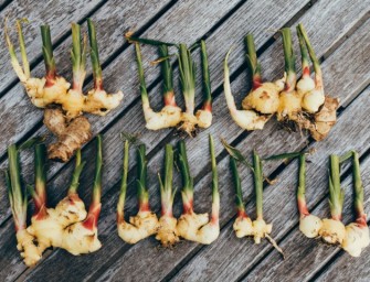 Du gingembre dans votre potager!