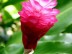 Alpinia purpurata : Tout savoir sur le opuhi, également appelé gingembre rouge