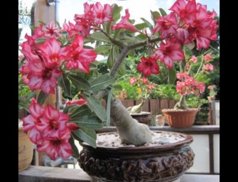 Comment planter les Tipaniers Bankok avec Kokonē