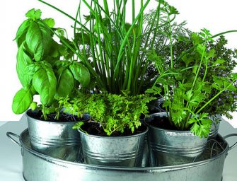 Connaissez-vous vraiment la coriandre ?