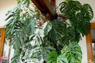 Philodendron : Tout savoir sur la star du décor tropical