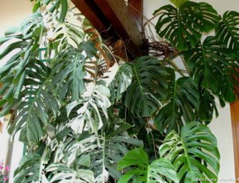 Philodendron : Tout savoir sur la star du décor tropical