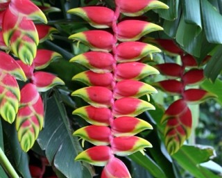 Héliconia rostré : Tout connaître sur la pince de homard