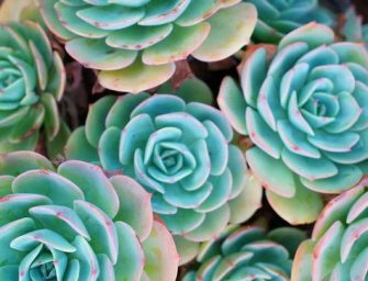 L’echeveria, une plante succulente au feuillage unique