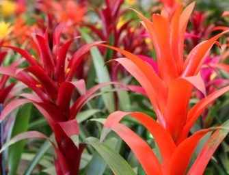 Cultiver des plantes qui absorbent l’humidité