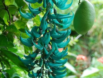 La liane de jade, strongylodon macrobotrys