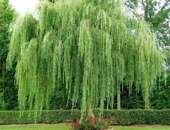 Le saule pleureur, un arbre majestueux