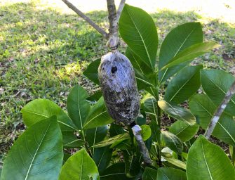 Multiplier ses plantes grâce à la technique du marcottage