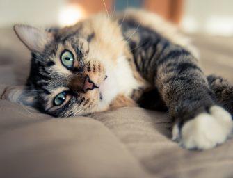 Les 6 choses à faire avant d’aller dormir