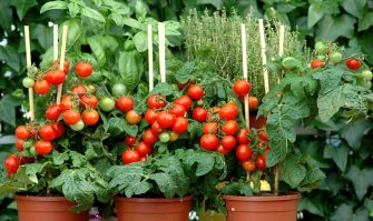 Savez-vous planter les tomates cerises ?