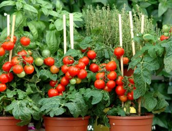 Savez-vous planter les tomates cerises ?
