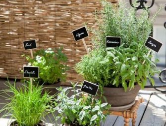 Tailler les plantes aromatiques pour favoriser leur développement