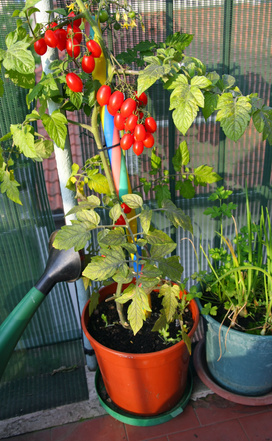 red tomatoes in pots on the terrace and a watering can