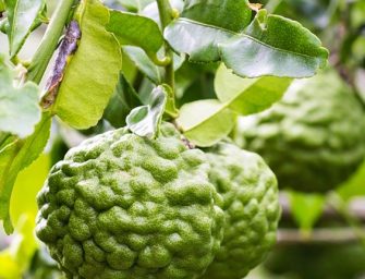 Le combava, un agrume peu commun à Tahiti