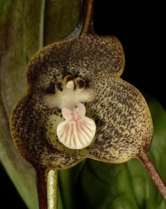 Les orchidées les plus rares et les plus surprenantes - Moving Tahiti
