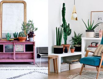 Les plantes grasses pour décorer votre intérieur