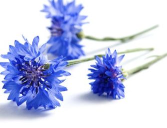 De beaux yeux grâce à l’eau de bleuet