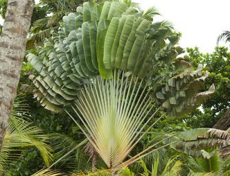 L&rsquo;arbre du voyageur